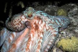 Caribbean Reef Octopus - Shot at night with a 35-80mm Can... by Laszlo Ilyes 